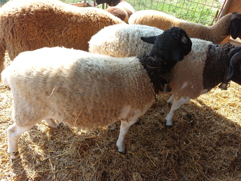 Vând oi dorper și berbeci !