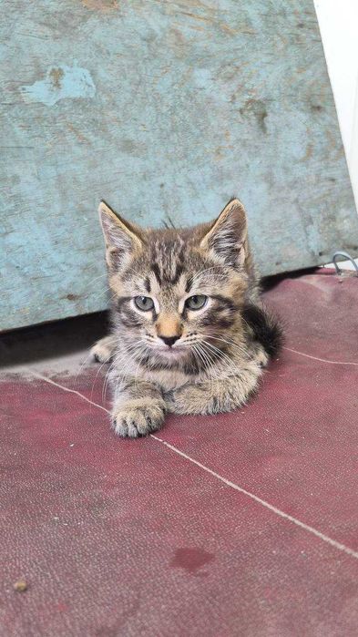 Отдам котят, бесплатно