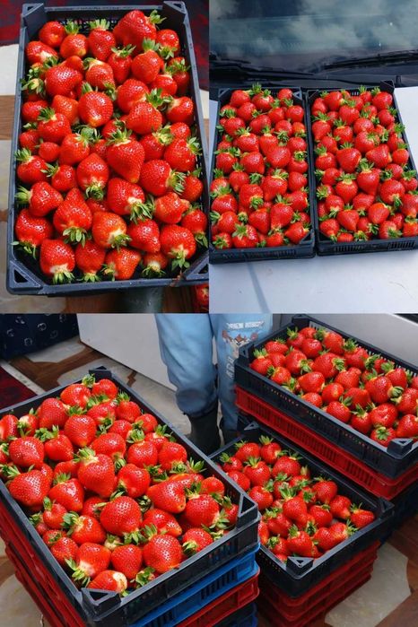 Качествен разсад – Малини и Ягоди Предлагам висококачествен