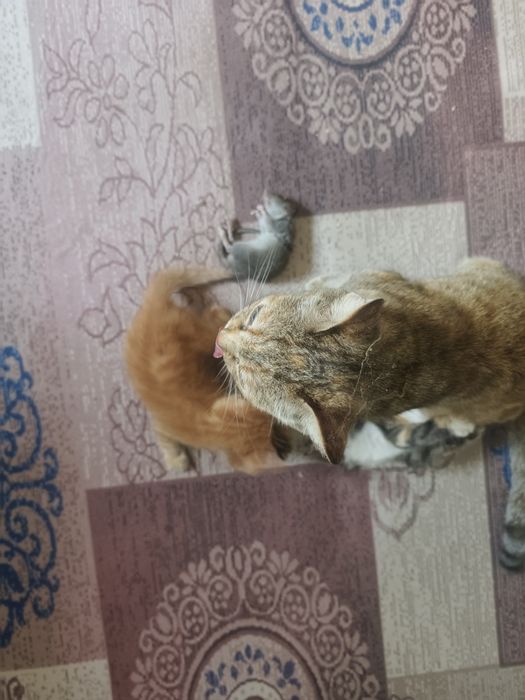 Отдам даром милых мышеловок.