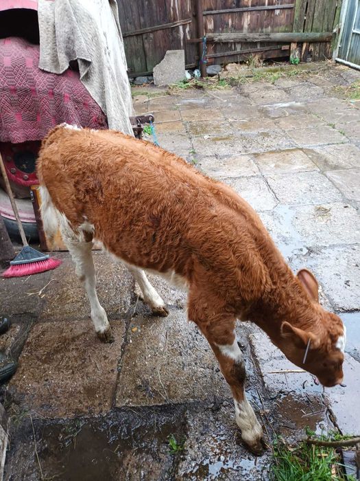 Vând vițea in localitatea Mârșa