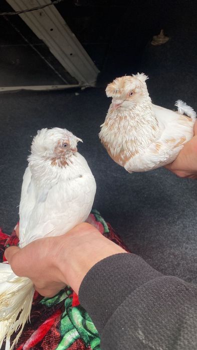 Голубы Капканы. К