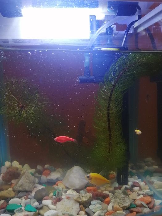 Продам аквариум маленький с рыбками