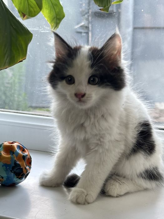 Котенок мальчик с сердечком на шерсти