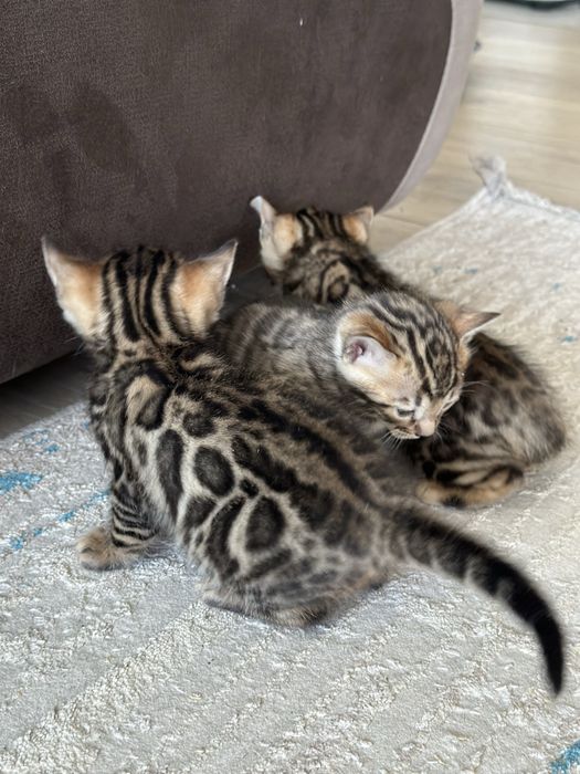 Бенгальские котята , бенгальский кот, бенгальская кошка