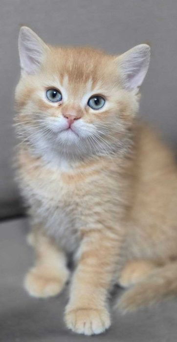Продаются Шикарные котята!
