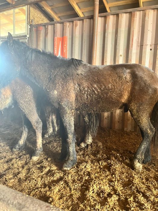 Кунан           .