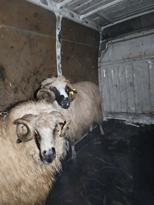 Vând 2 berbeci preț bun