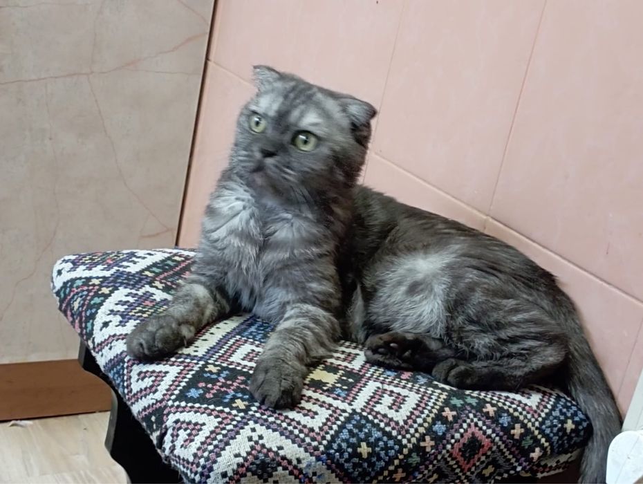 Британец страйт