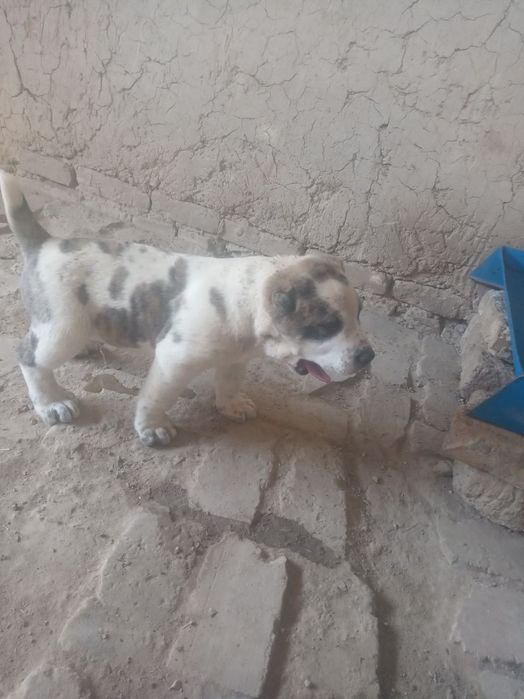 Alabay kuchuk sotiladi 300