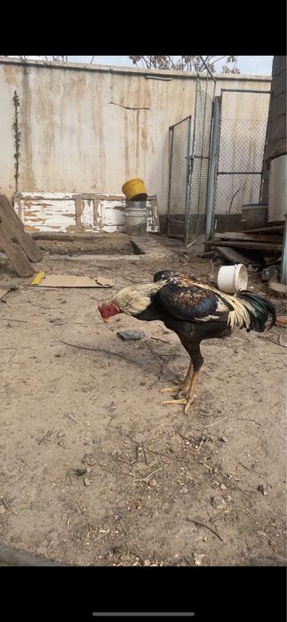 Атлас сатлады 22мың  Арыс қаласы