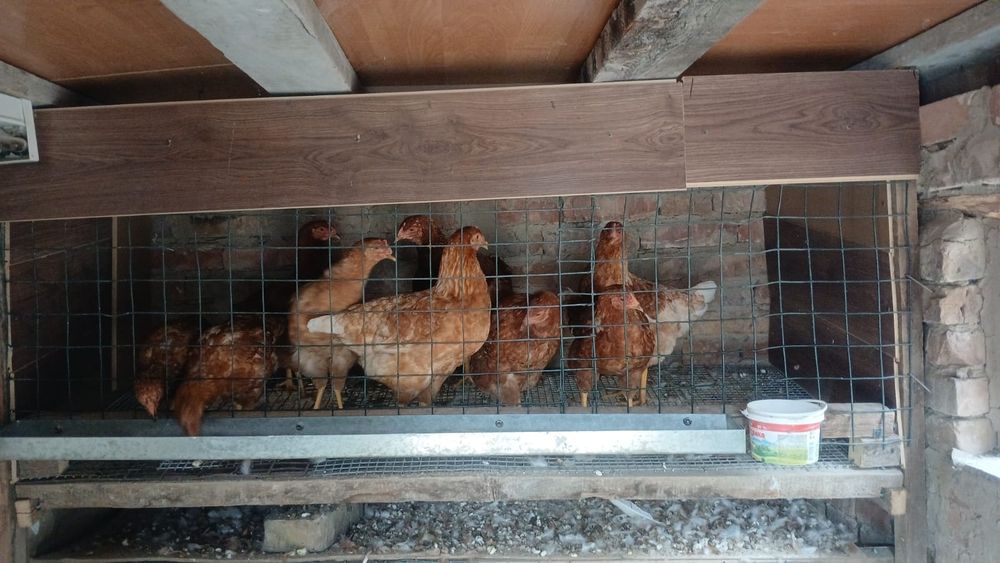 Срочно продам курей ломан Браун оптом