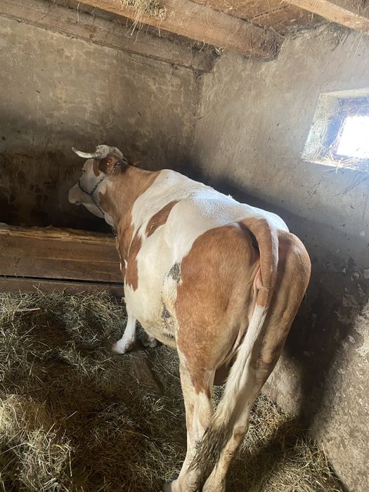 Vaca de vînzaree