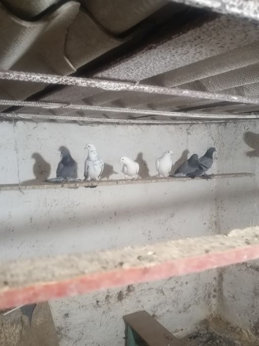 Голуби на игру разные