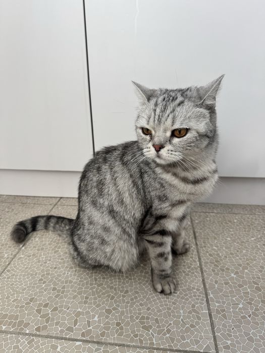 Кошка ищет дом шотландка