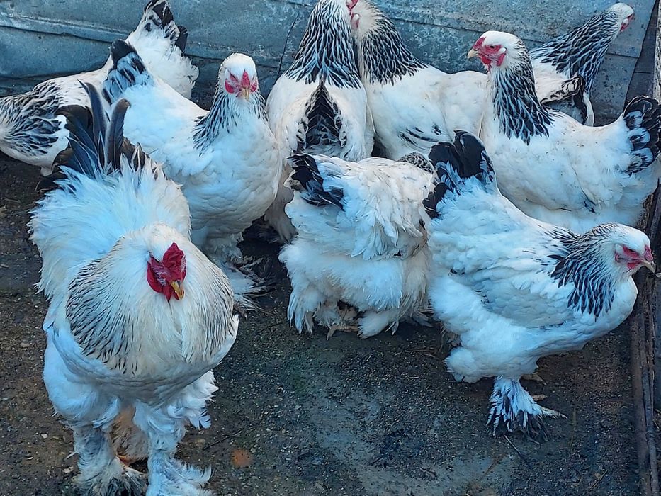 Vând cocoși, găini și ouă  brahma
