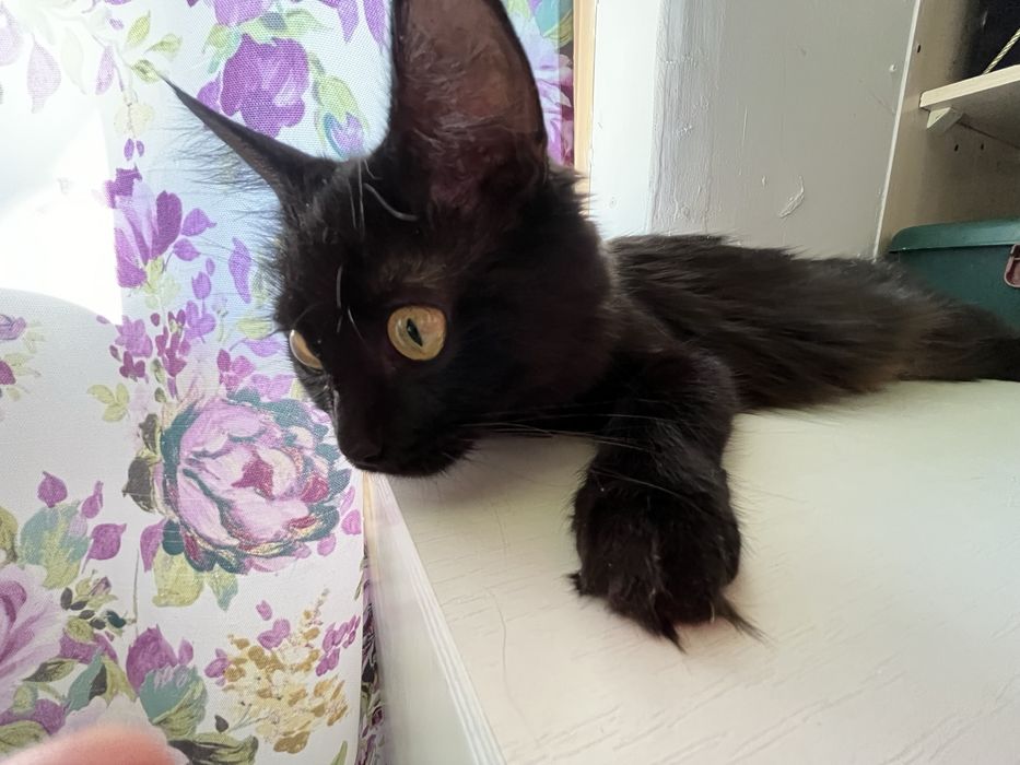 Кошечка, турецкая ангора, молодая