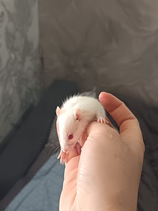 Крысы Дамбо крыски