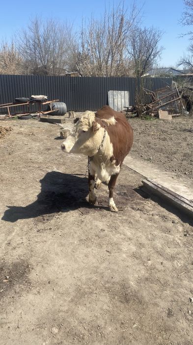 Продам молодую телку!! Очень хорошо подойдет для племя !