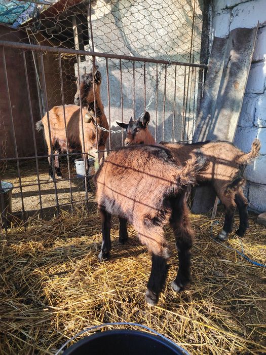 Vand tapisor și ieduță alpin francez 800 de lei perechea