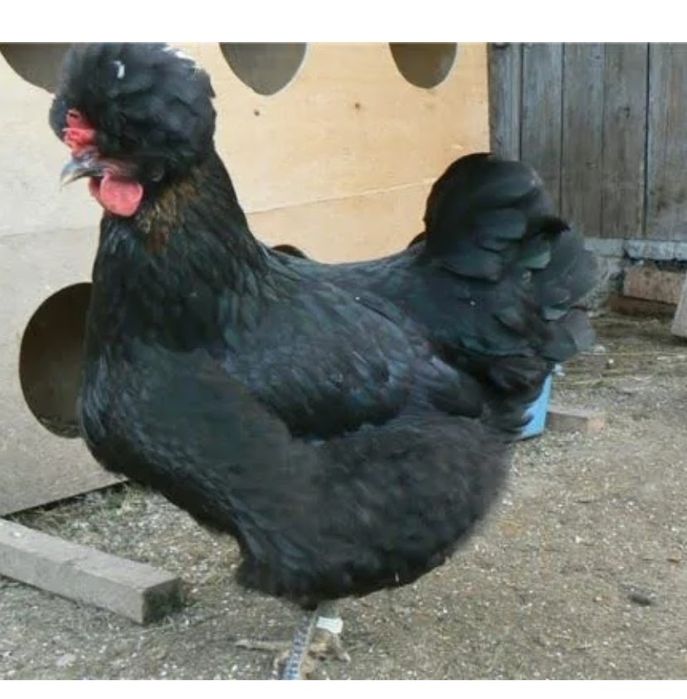 Продам яйцо инкубационное