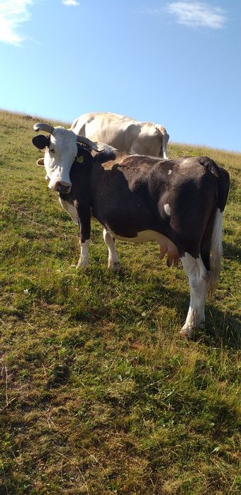 Vaca de vanzare.