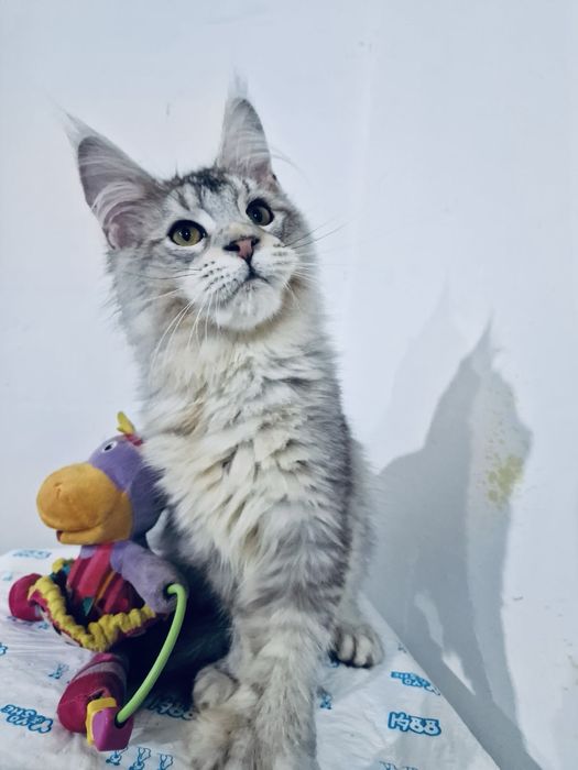 Котенок Мейн Кун