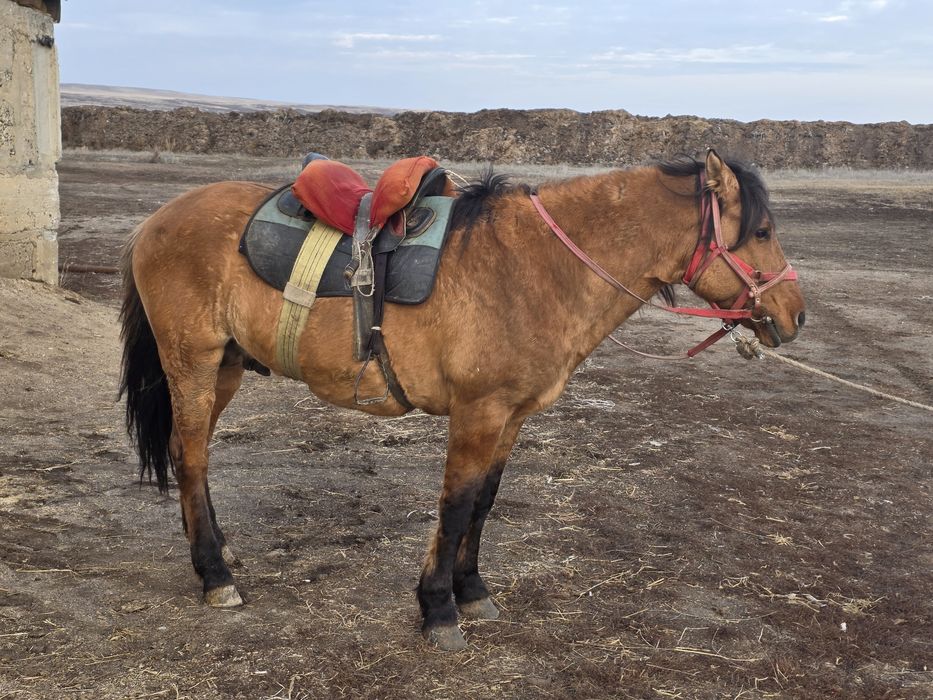 Мұғалжар тұқымы айғыр сатылады