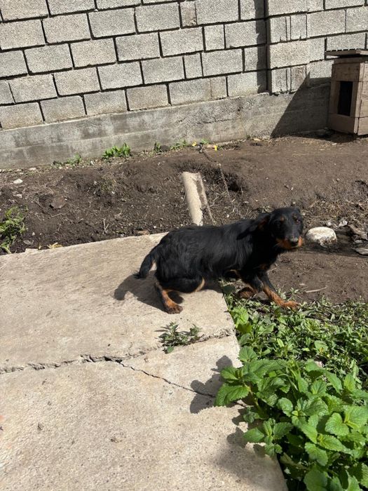 Спанель и ягтерер