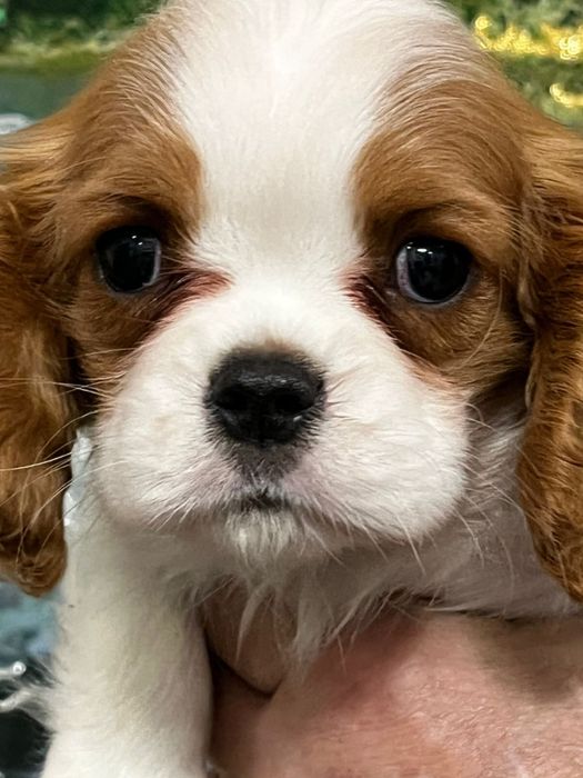 Кавалер кинг чарльз спаниель документы фци