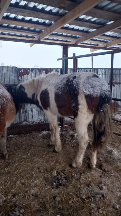 Продам трёх лошадей