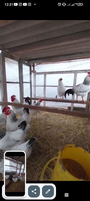 Адлер жужалари сотувда