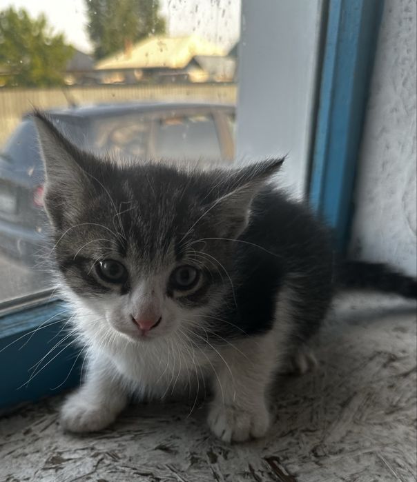 Отдам котят в хорошие руки