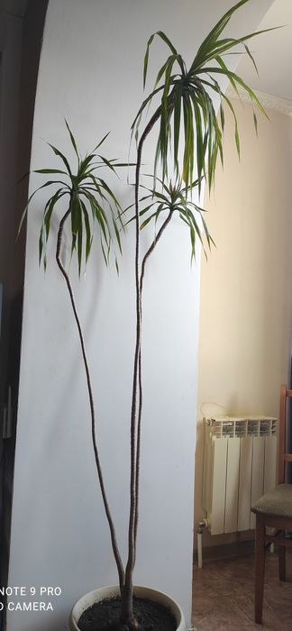 Комнатные цветочки