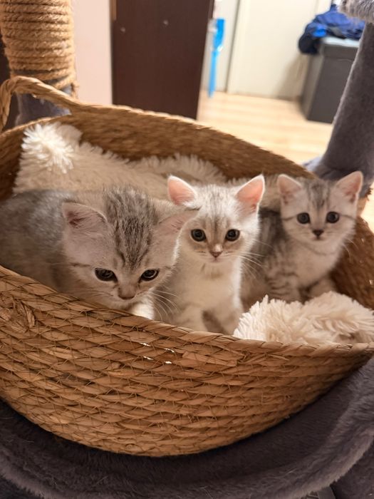 British shorthair Silver