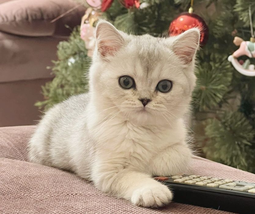 Ласковые пареньки и девули ждут любящих хозяев