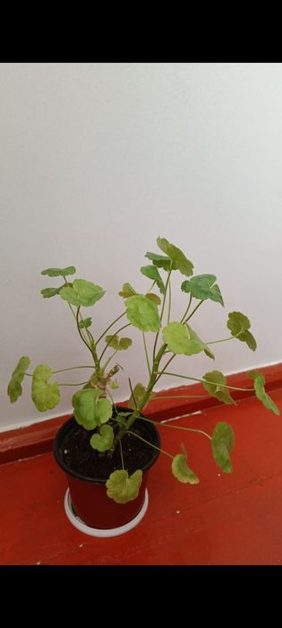 3000 тг ГҮЛДЕР бар