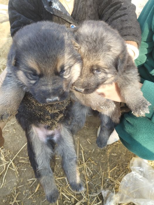 Afcharka bolalari sotiladi