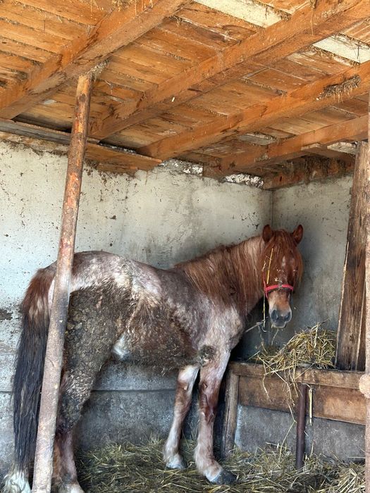 Vând mânză sau schimb