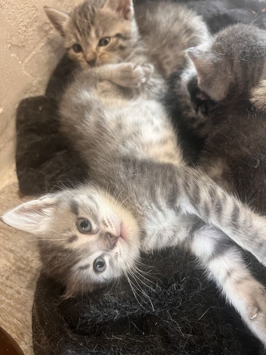 Шотландски клепоухи и правоухи котета британски котки