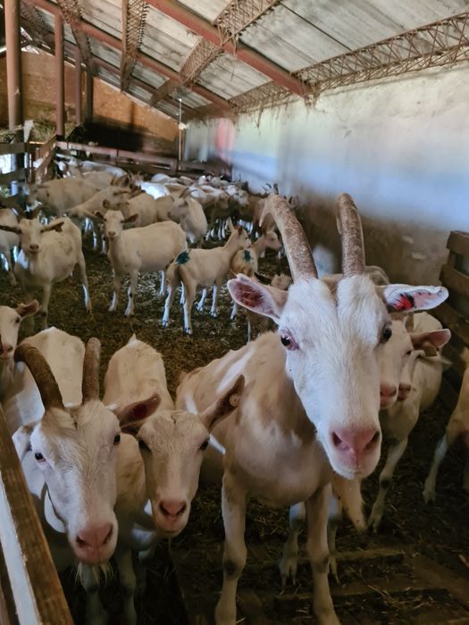 Capre sannen de vanzare