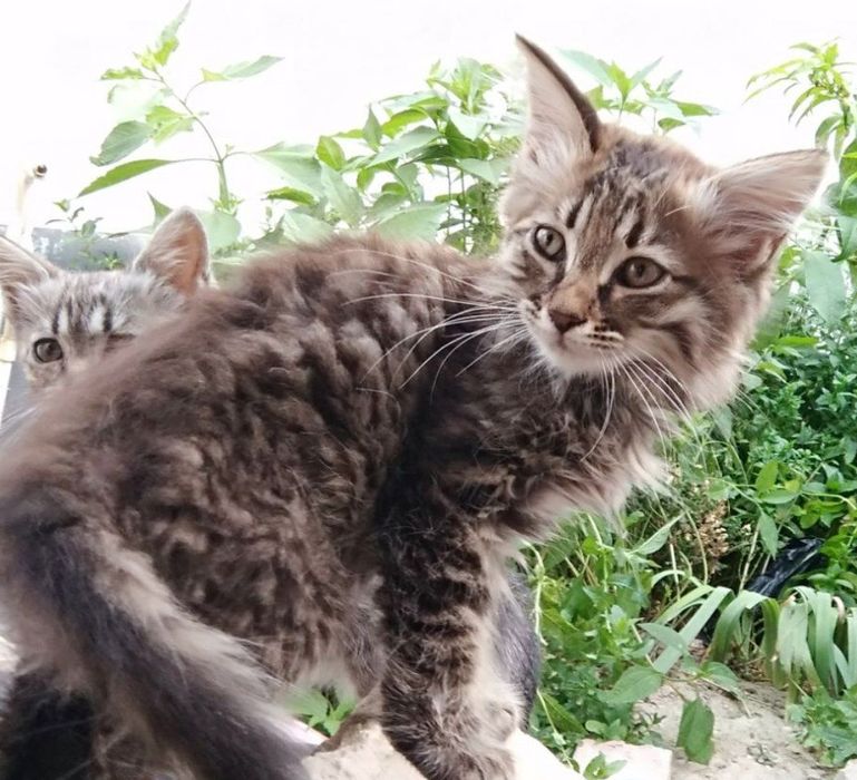 Милые  котики мальчики