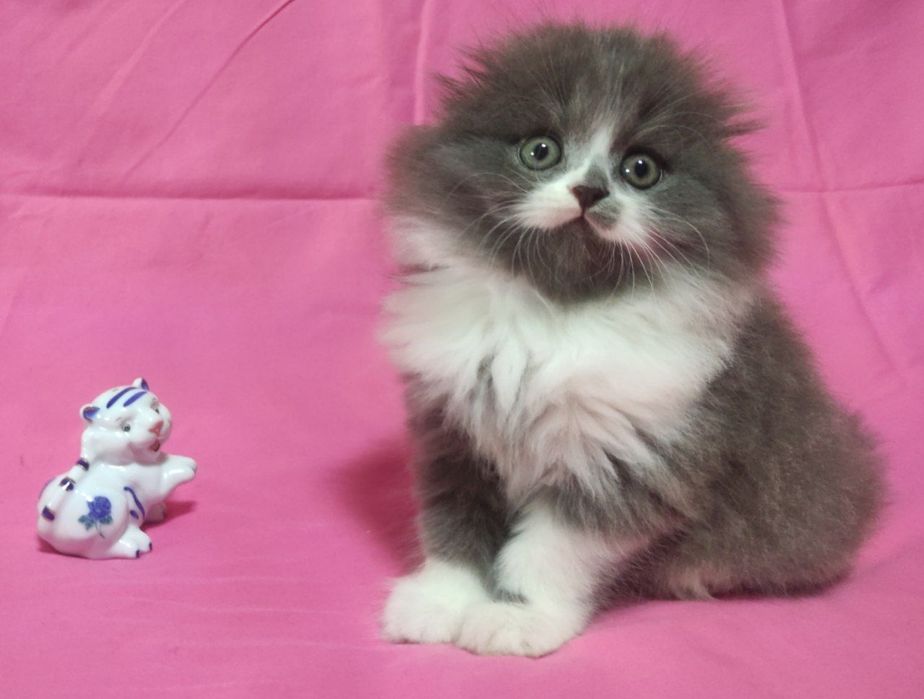 Очаровательный вислоухий котёнок!