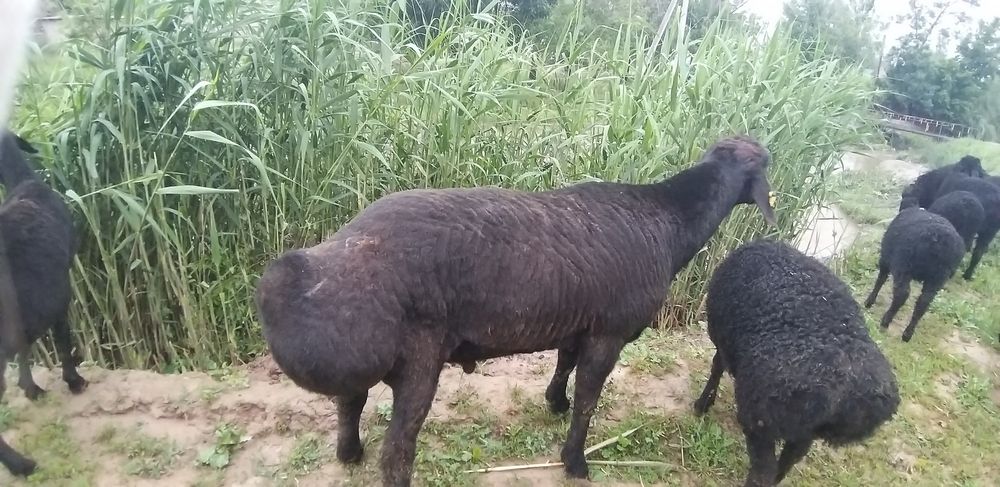 Продам хорошего барана