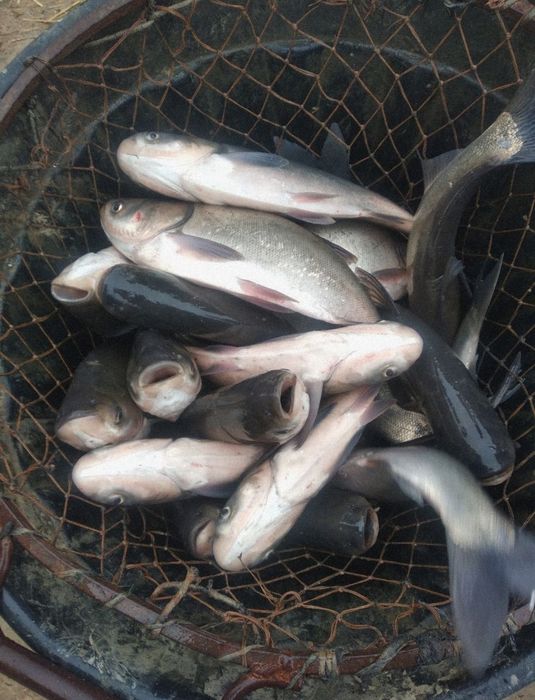 Sazan baliq tayyor boqish uchun katta koʻllarga
