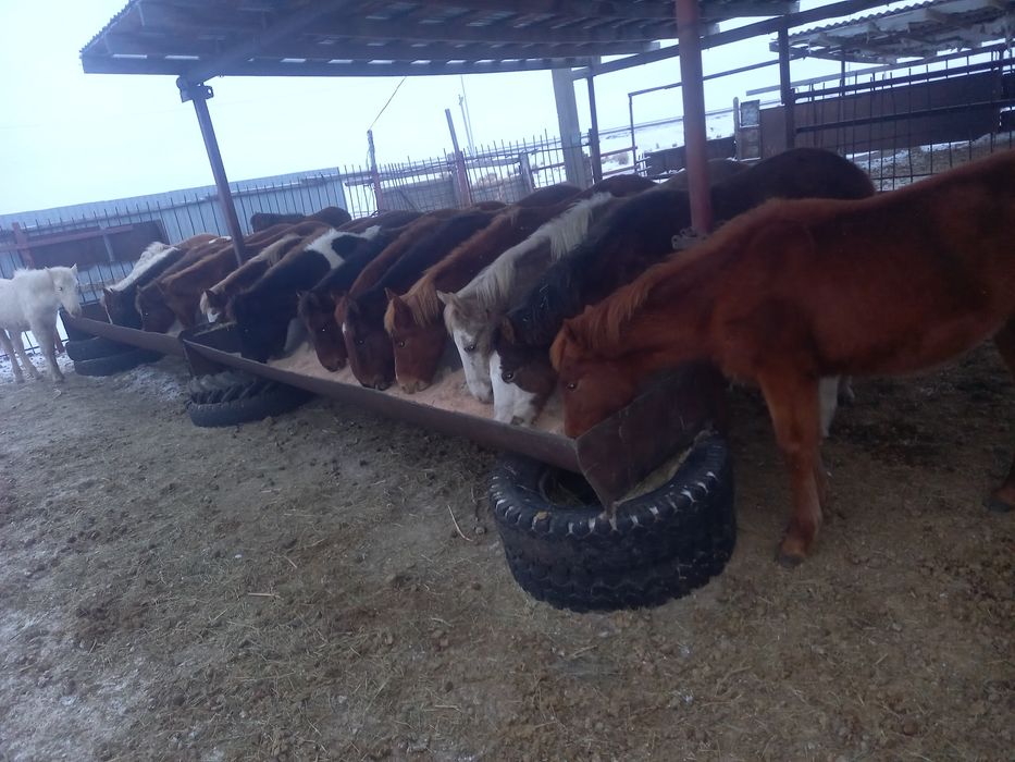 Жабағы сатылады.