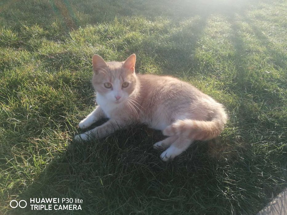 Donez pisica frumoasa și blândă 7 luni