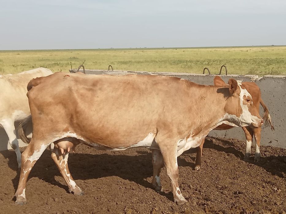 Продам корову Белоголовой породы за 750 000тг.