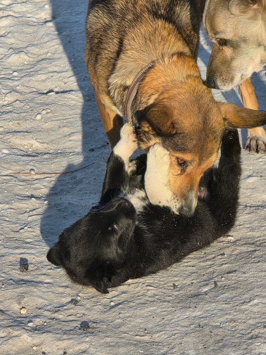 Отдам щенка бесплатно самовывоз
