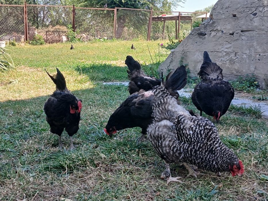 Продам кур и  цыплят  породы австролорп